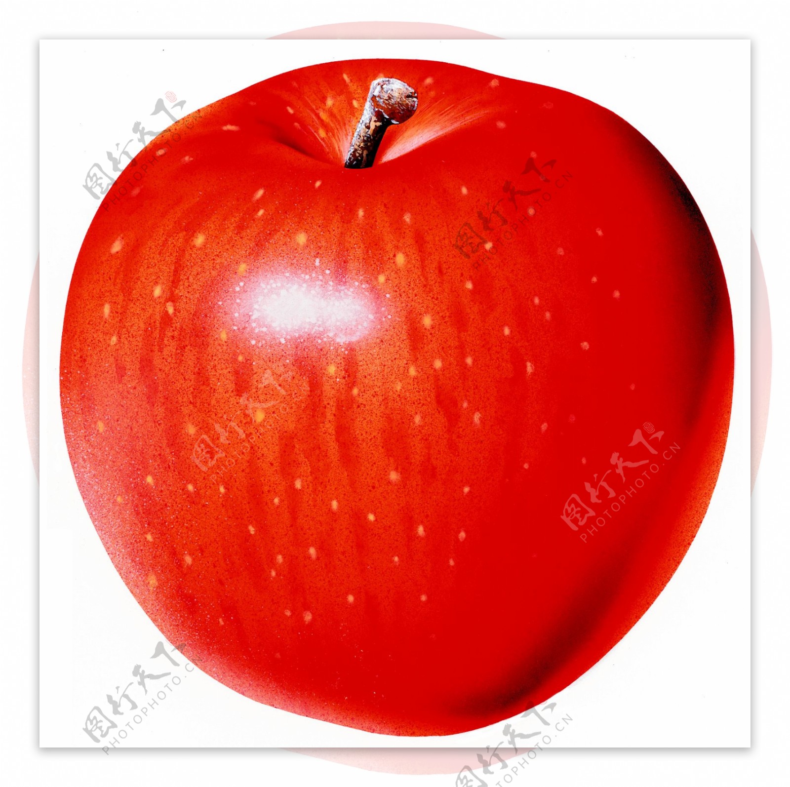 苹果特写红苹果图片红苹果标本红苹果素材