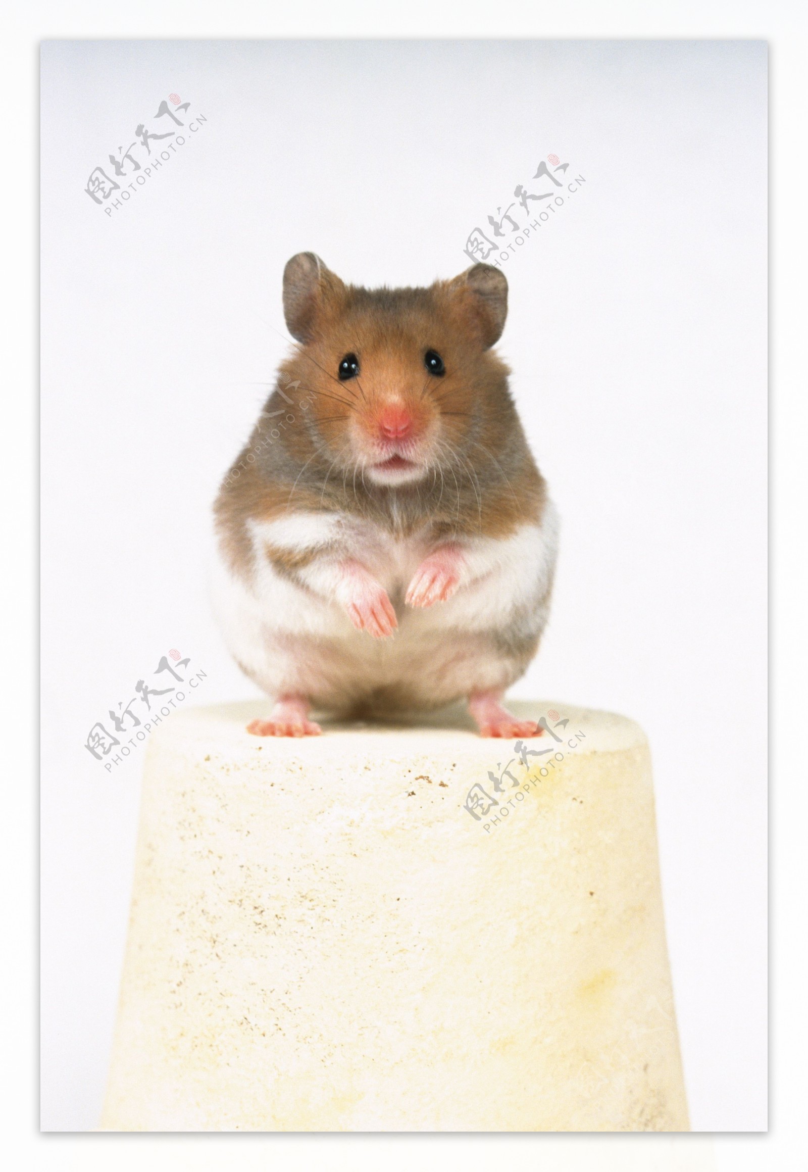 小动物宠物鼠99