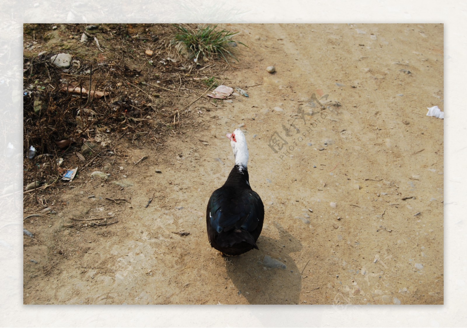 乡村路上的小黑鸭
