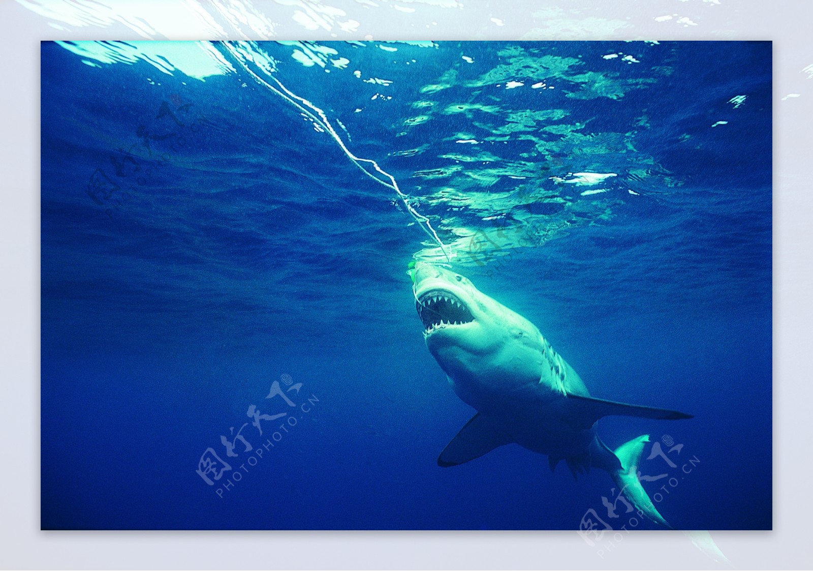 海洋大海碧海海洋生物鲸鱼鲨鱼海豚广告素材大辞典