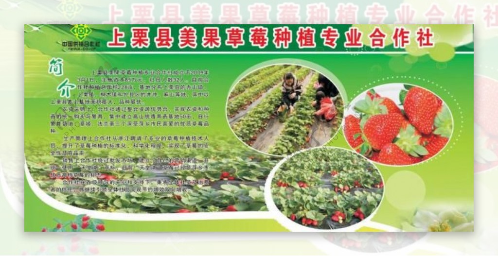 草莓种植宣传栏图片