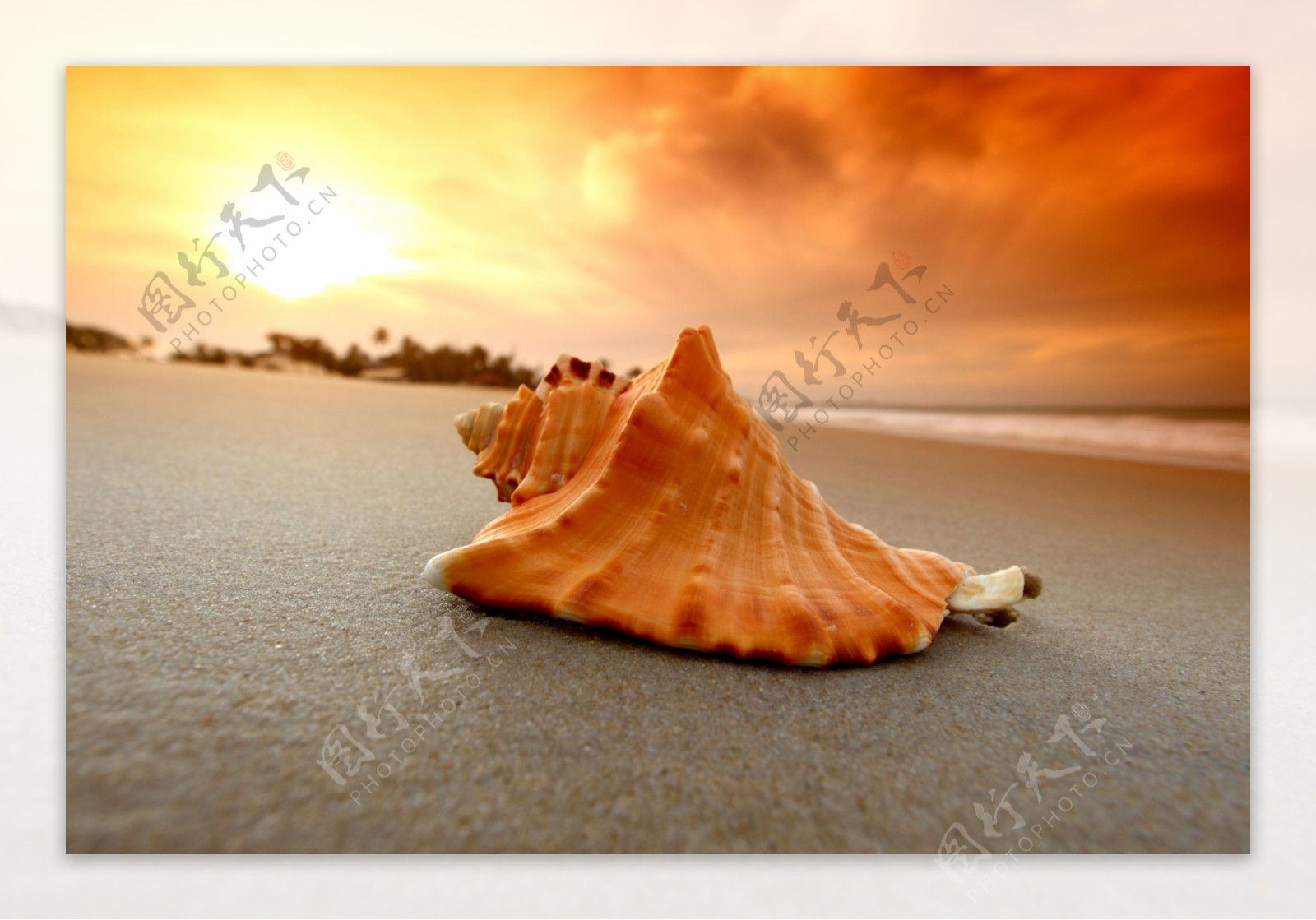 黄昏沙滩上的贝壳近景摄影高清图片