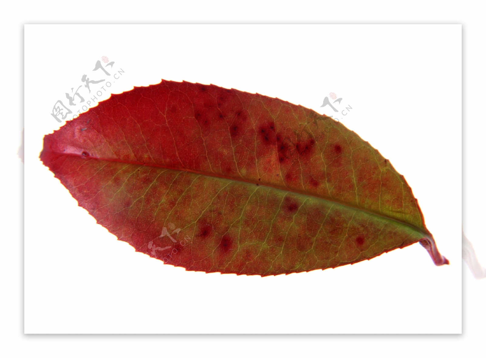 树叶叶子设计图片素材图库下载