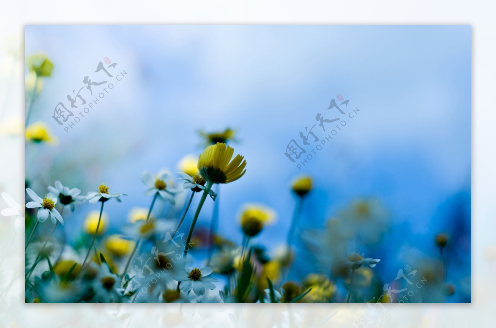 位图植物花朵写实花卉菊花免费素材