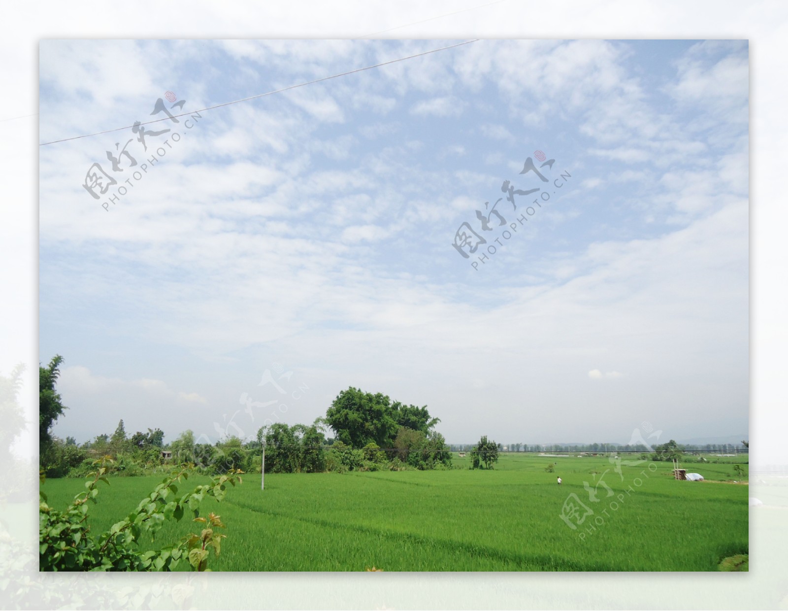 田间水稻自然风景图片