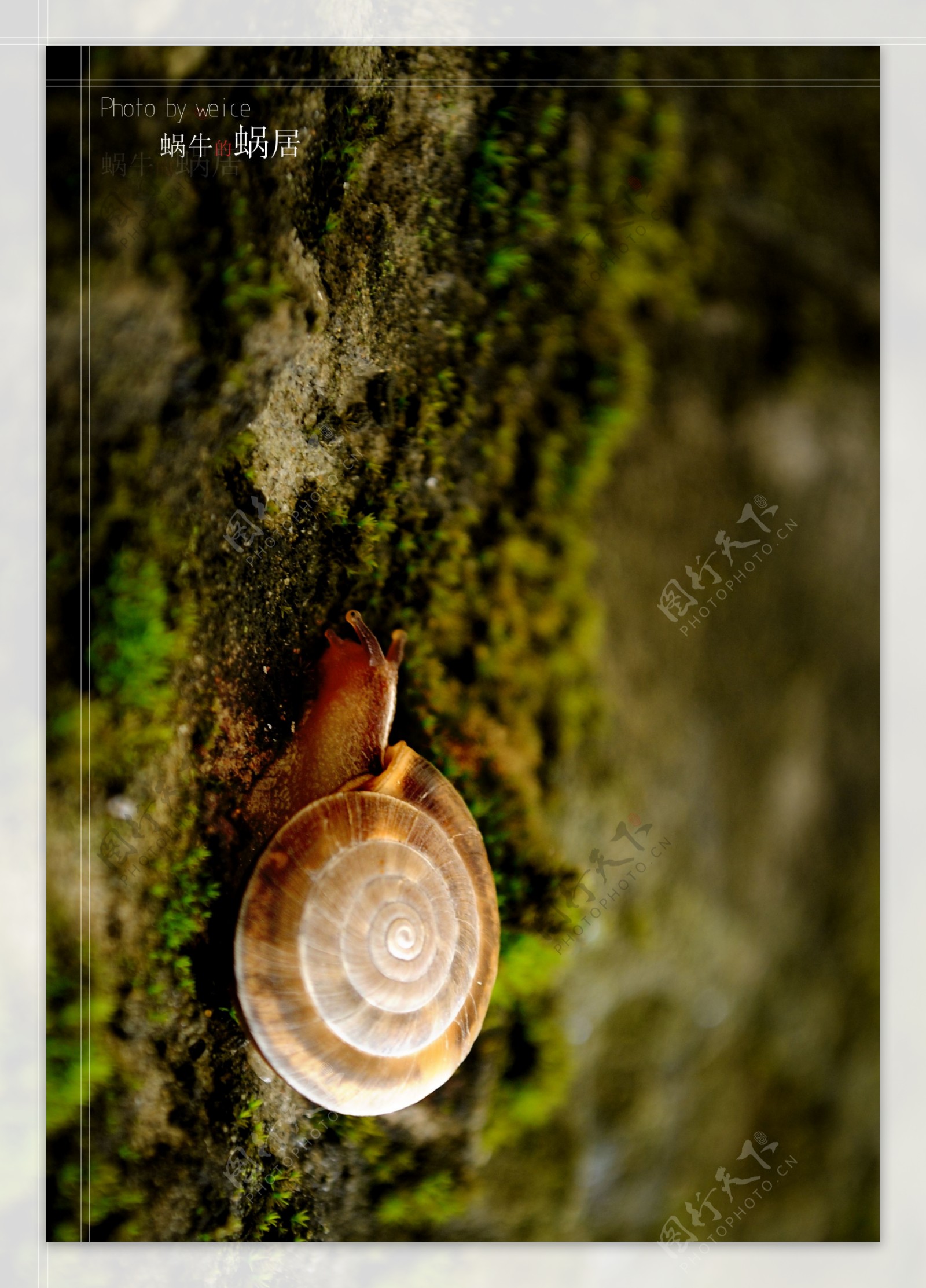 蜗牛蜗居图片
