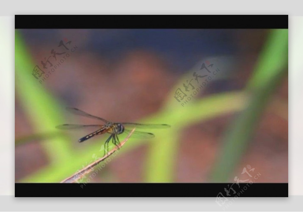 蜻蜓视频素材素材下载