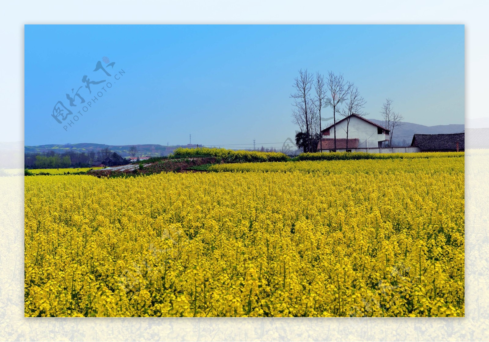 田野盛开的油菜花