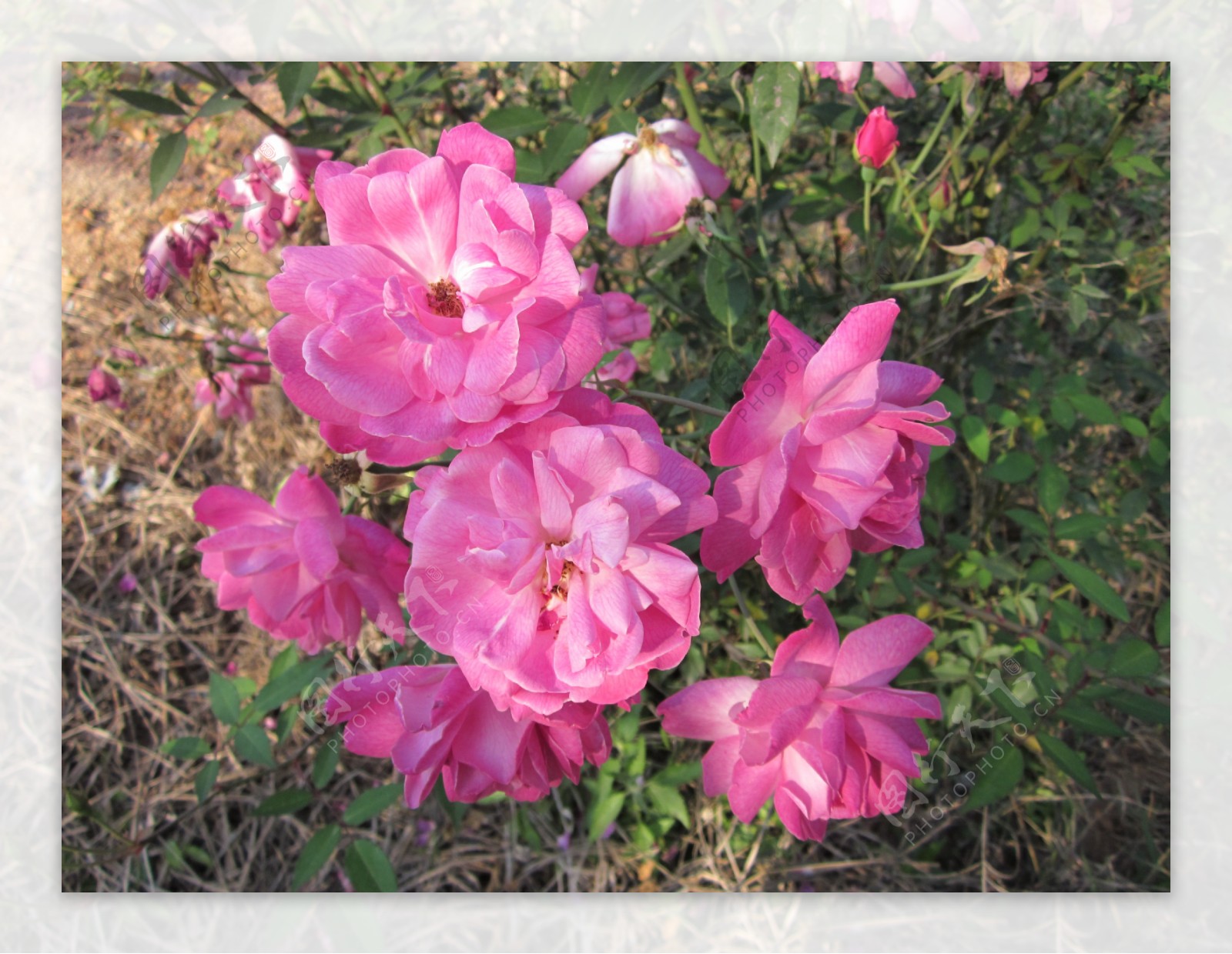 六朵粉色玫瑰花图片