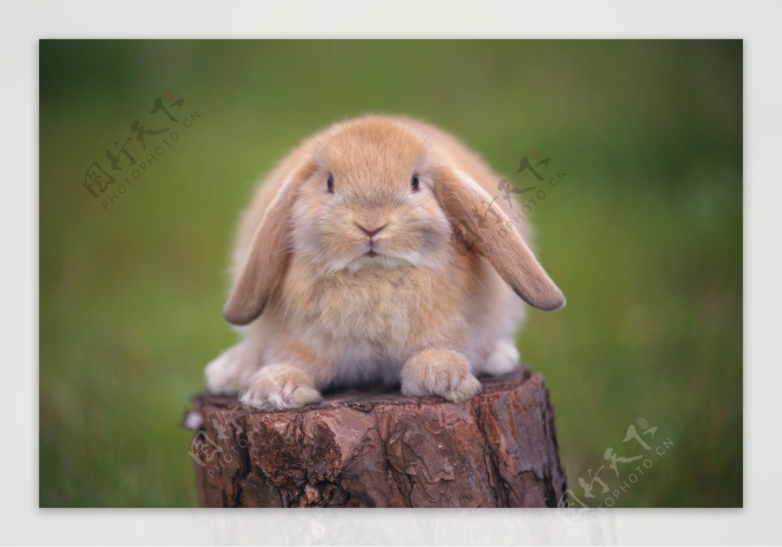 小动物宠物兔10