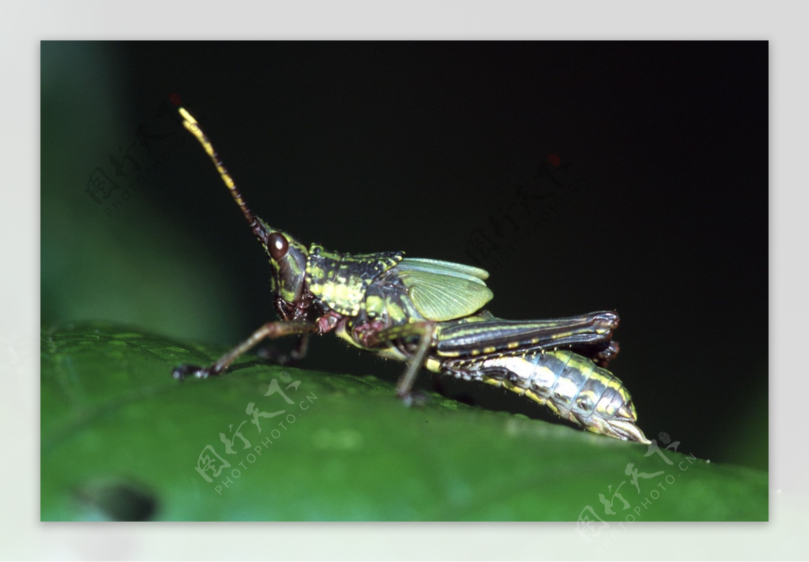 昆虫蝗虫图片