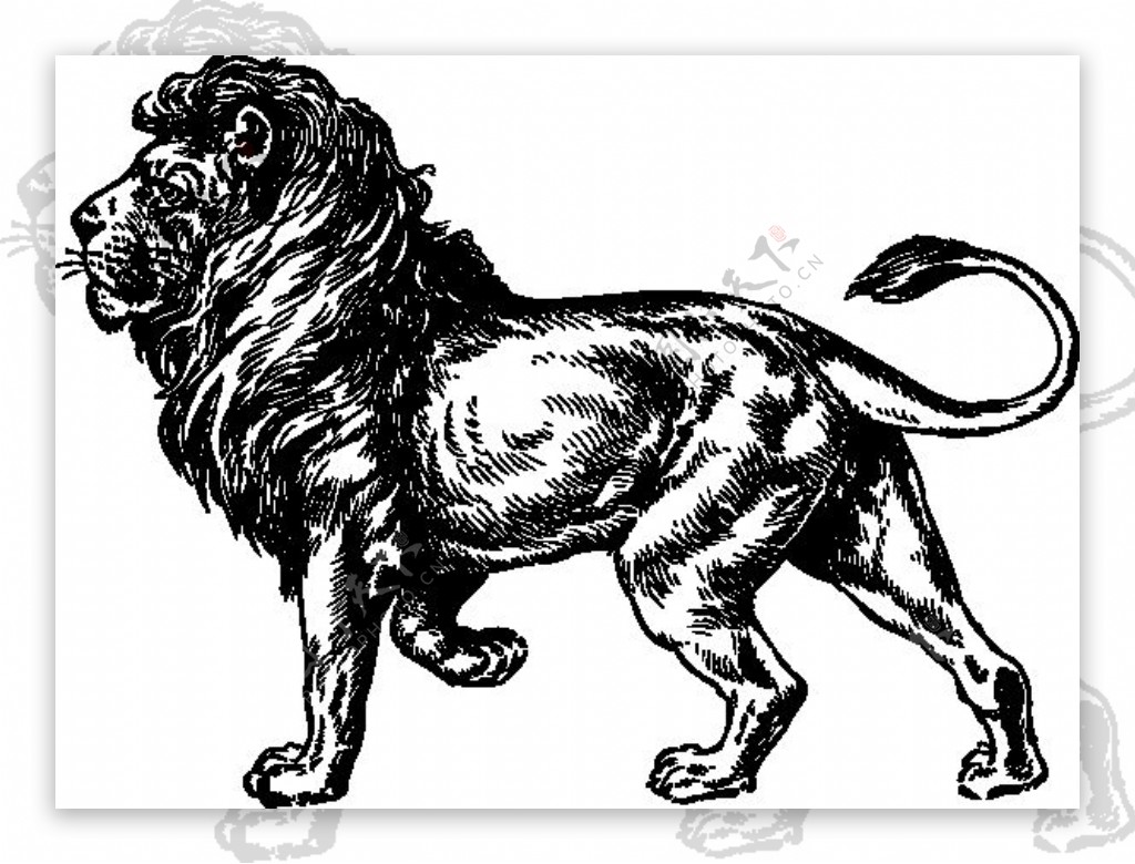 狮子的剪辑艺术