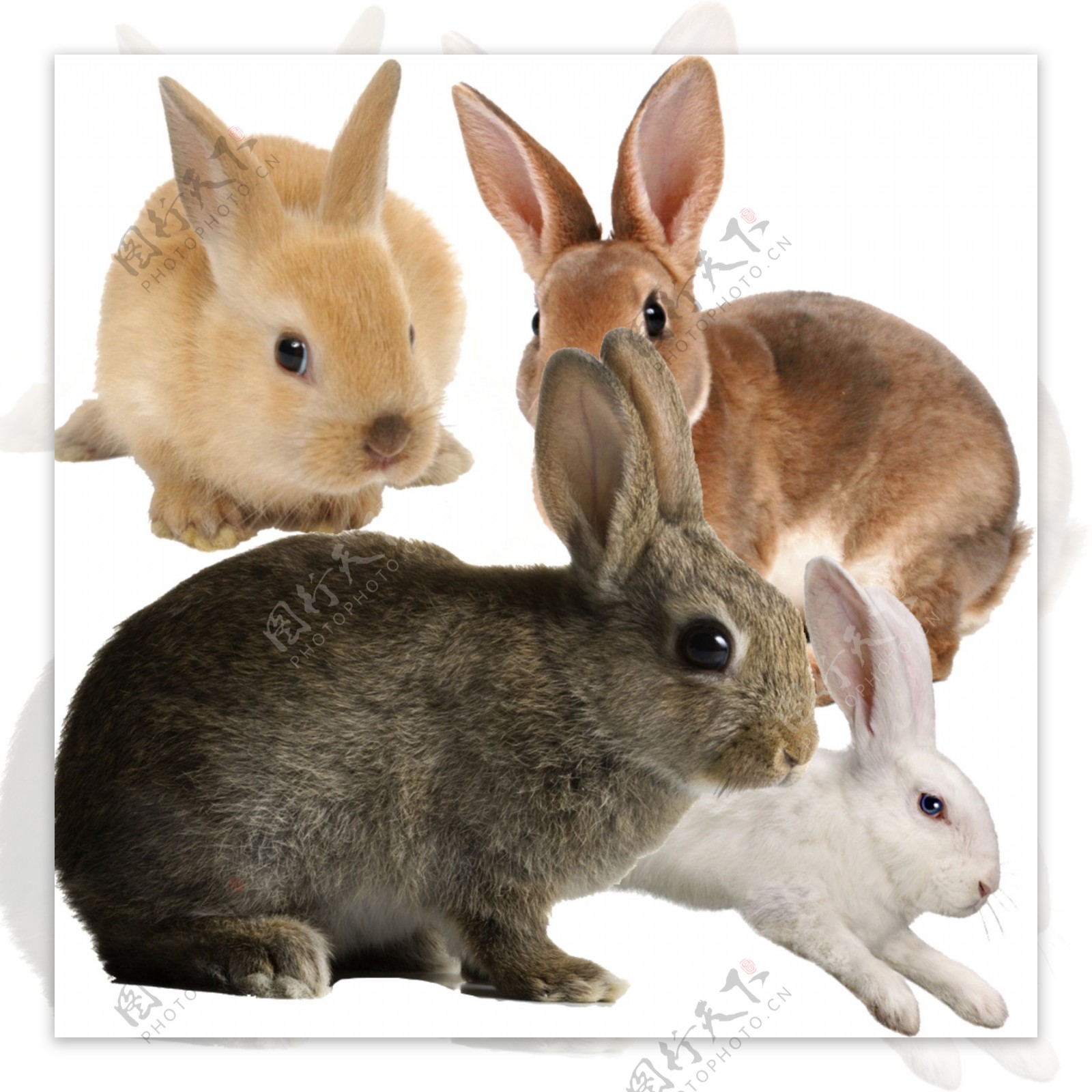 兔子动物图片素材PSD分层文件