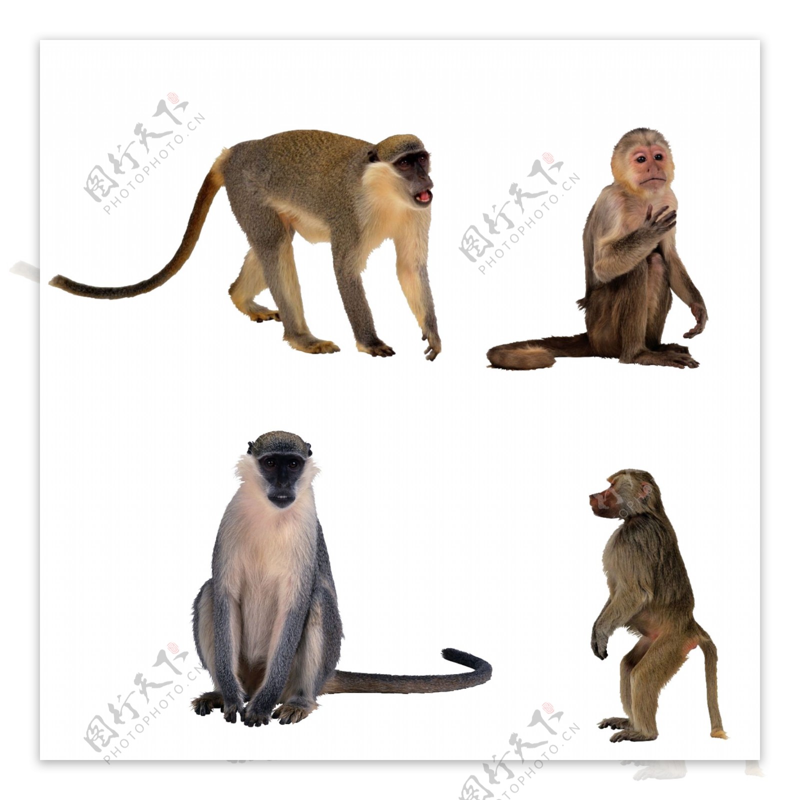 猴动物图片素材PSD分层文件