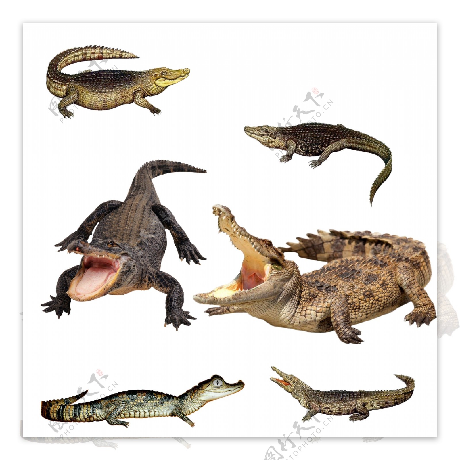 鳄鱼动物图片素材PSD分层文件