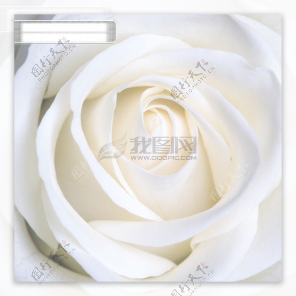 白色玫瑰花图片素材