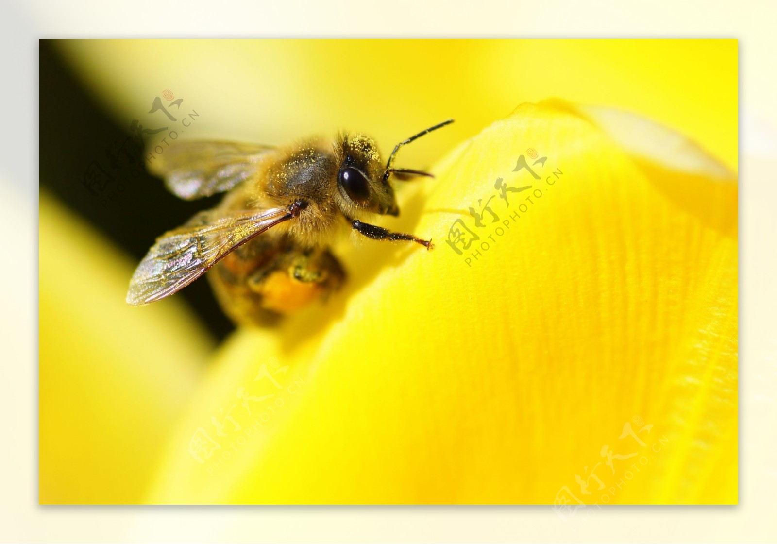 采蜜的蜜蜂唯美高清电脑壁纸_动物壁纸_桌面壁纸下载_壁纸说
