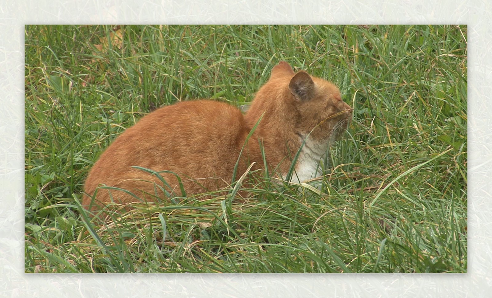 猫在草地2种股票的录像