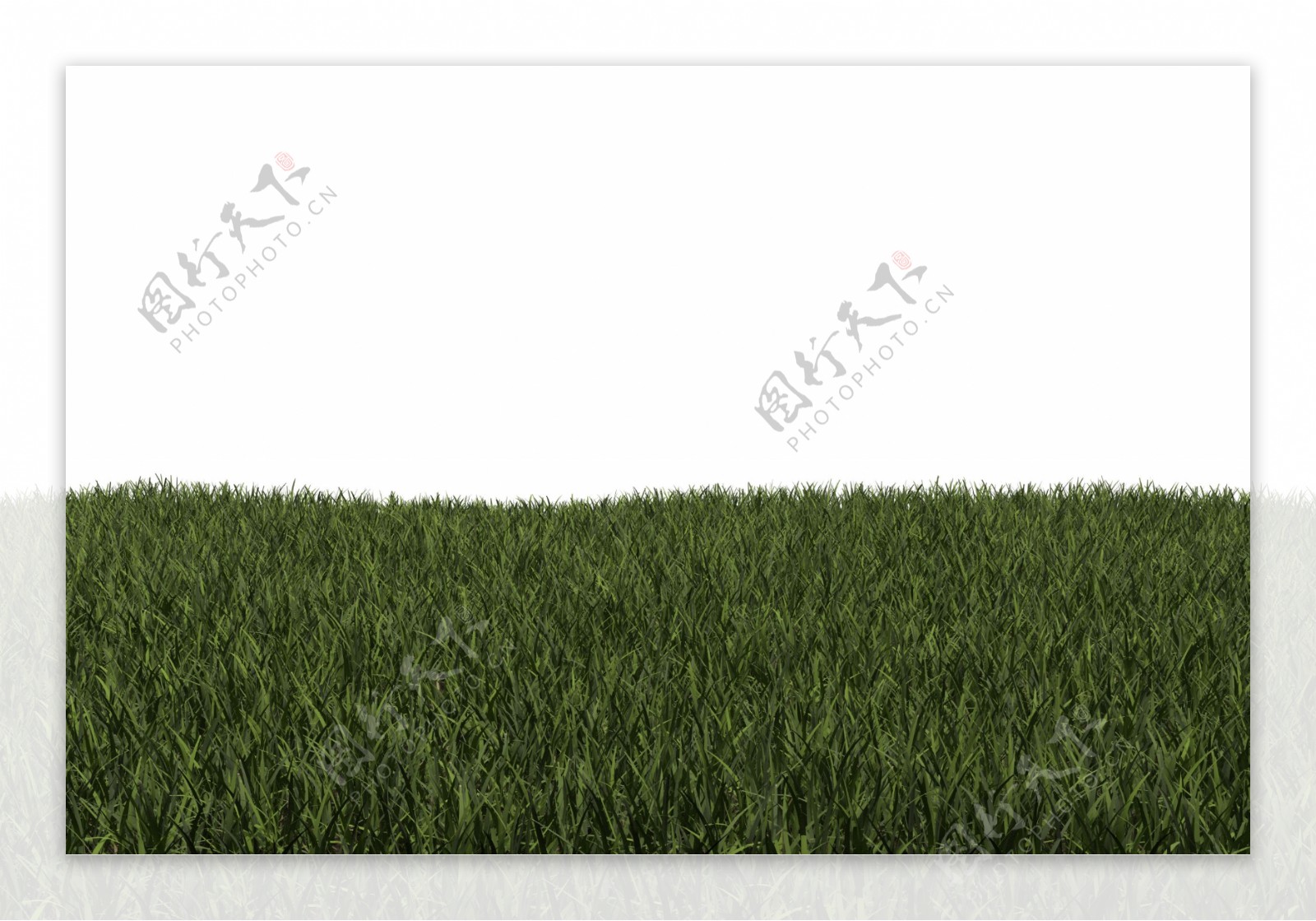 绿色的草孤立在白色背景