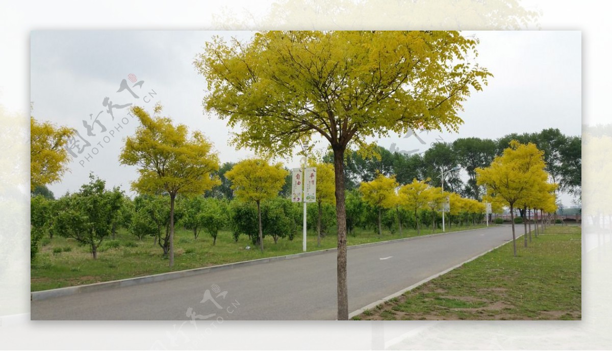 路边黄色树叶的树图片