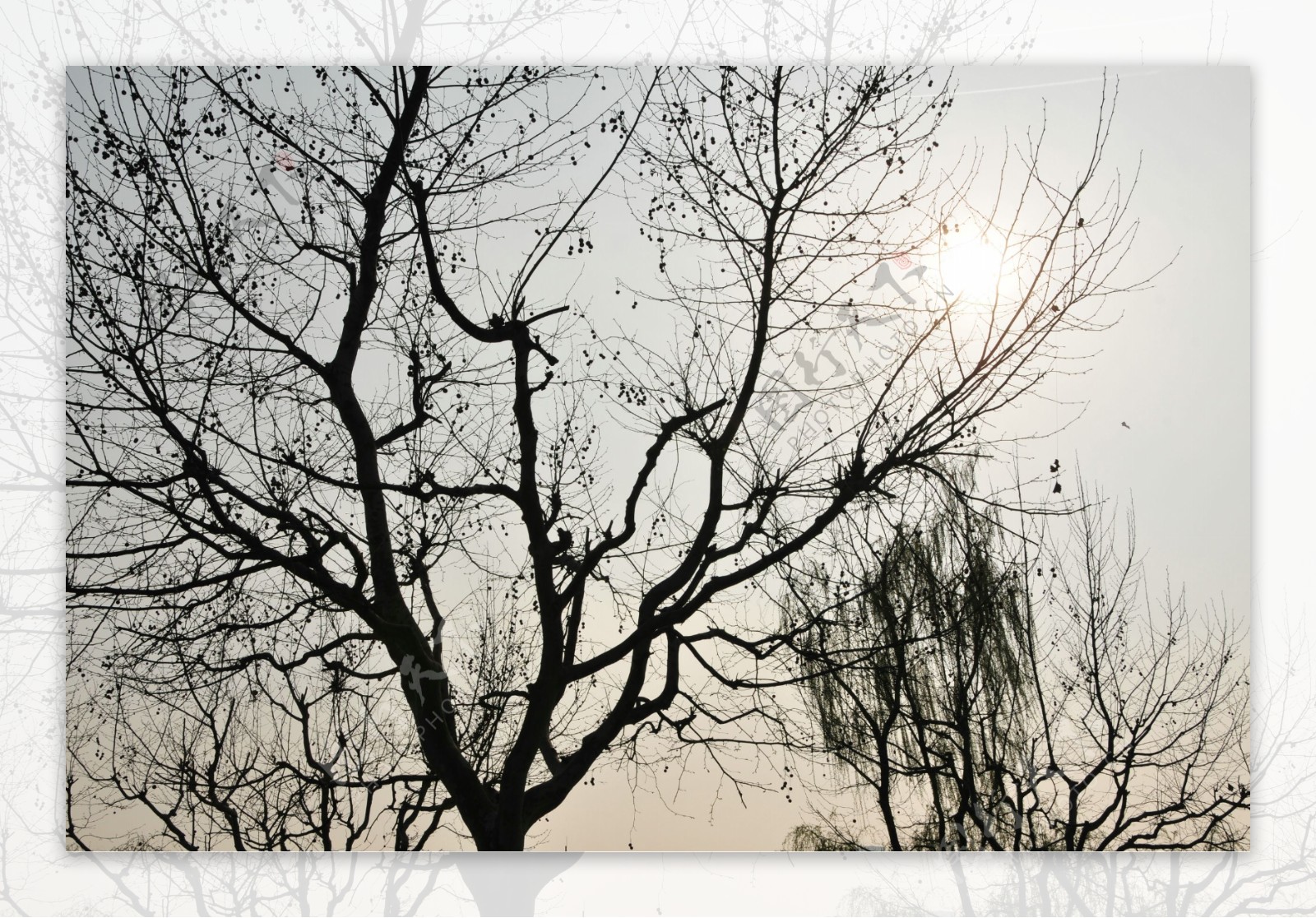 萧条的枯树图片