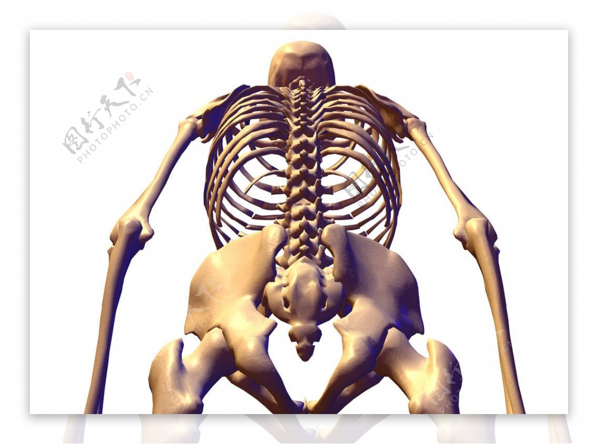骨与骨骼图片素材-编号18651718-图行天下
