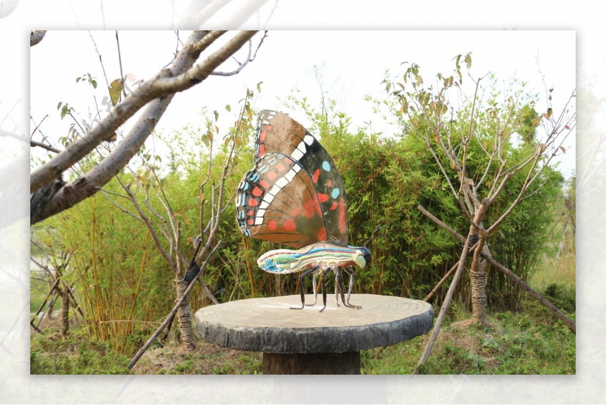 杭州湾湿地公园蝴蝶图片