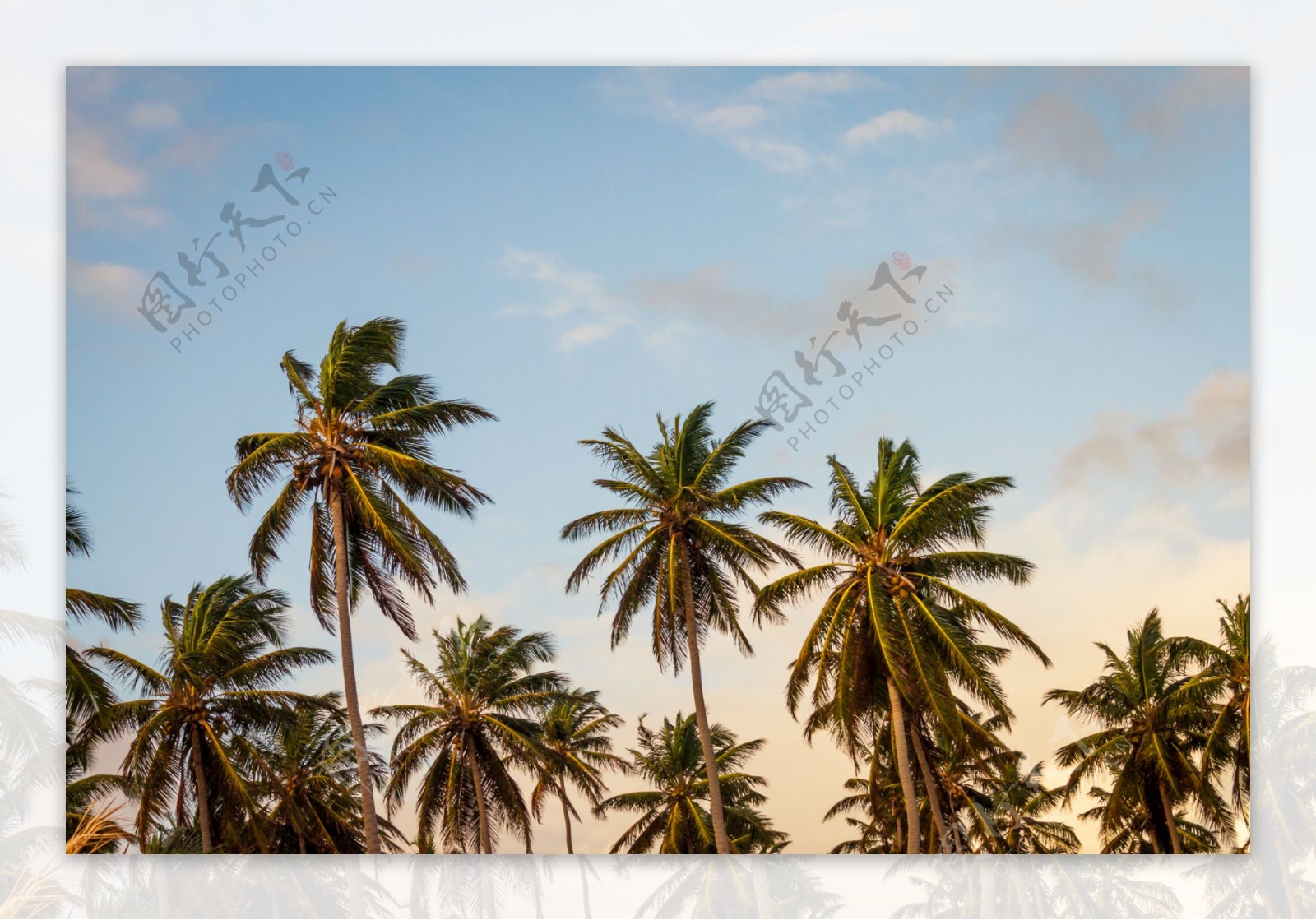 夏天椰子树绿色热带植物素材免费下载 - 觅知网