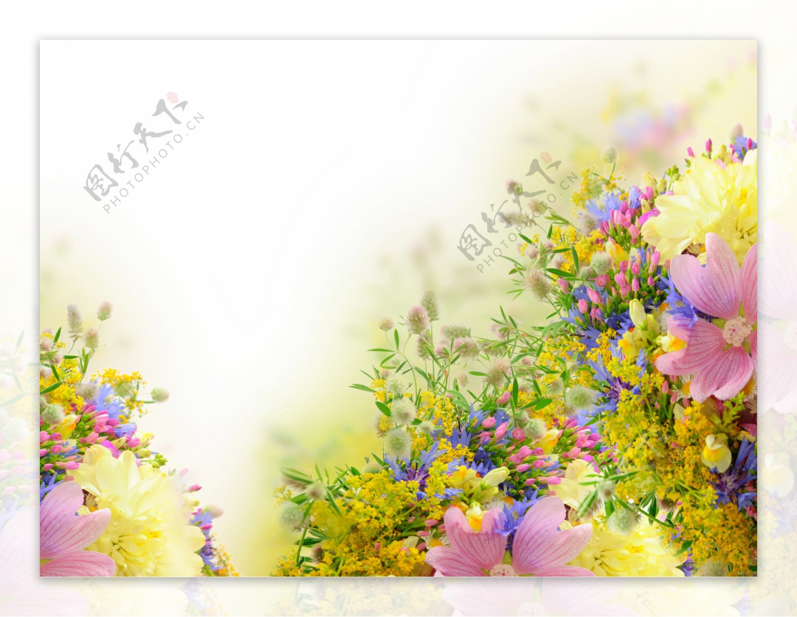 设计花卉野花图片