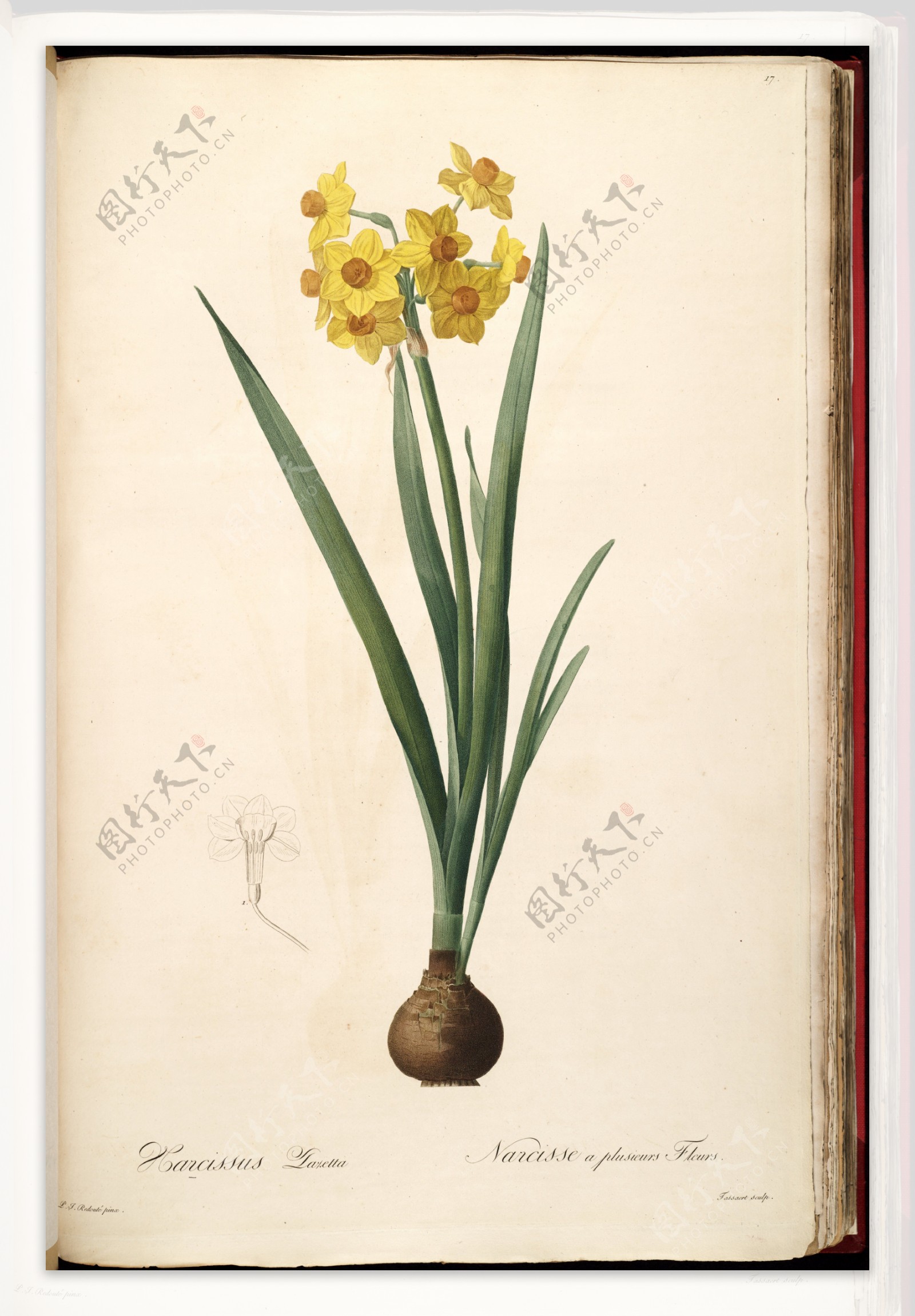 雷杜德手绘兰花植物图图片