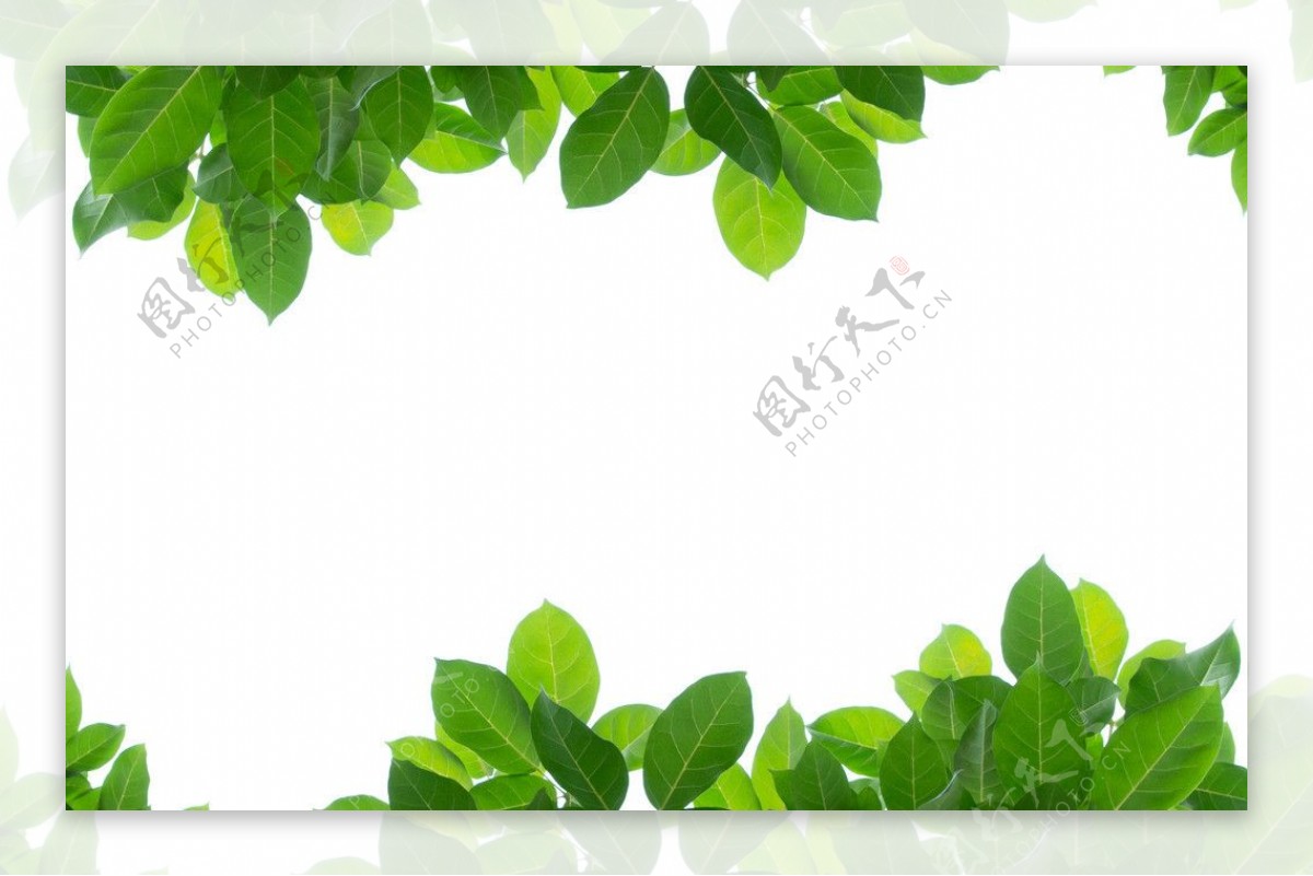 绿叶树叶图片