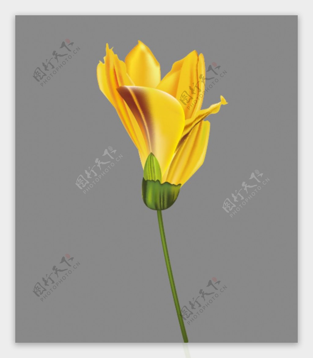 一支黄色花朵图片