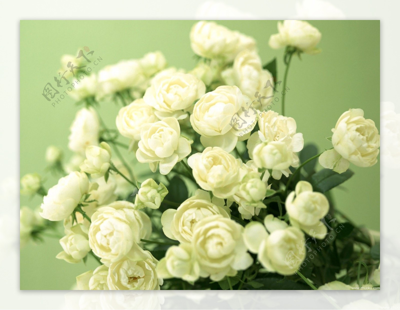 白玫瑰-鲜花植物壁纸-1920x1200下载 | 10wallpaper.com