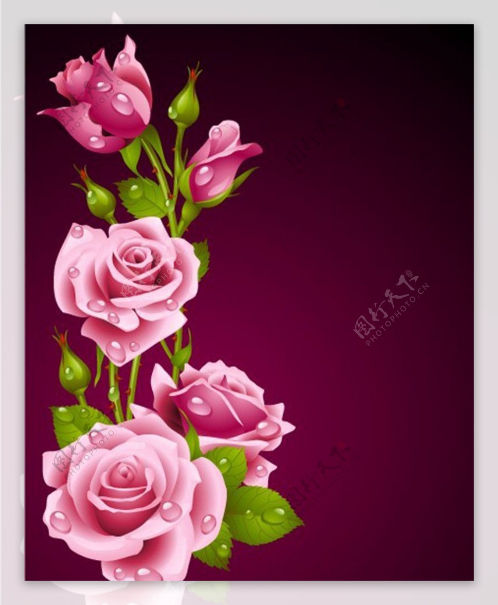 玫瑰花紫色玫瑰花图片素材-编号38663809-图行天下