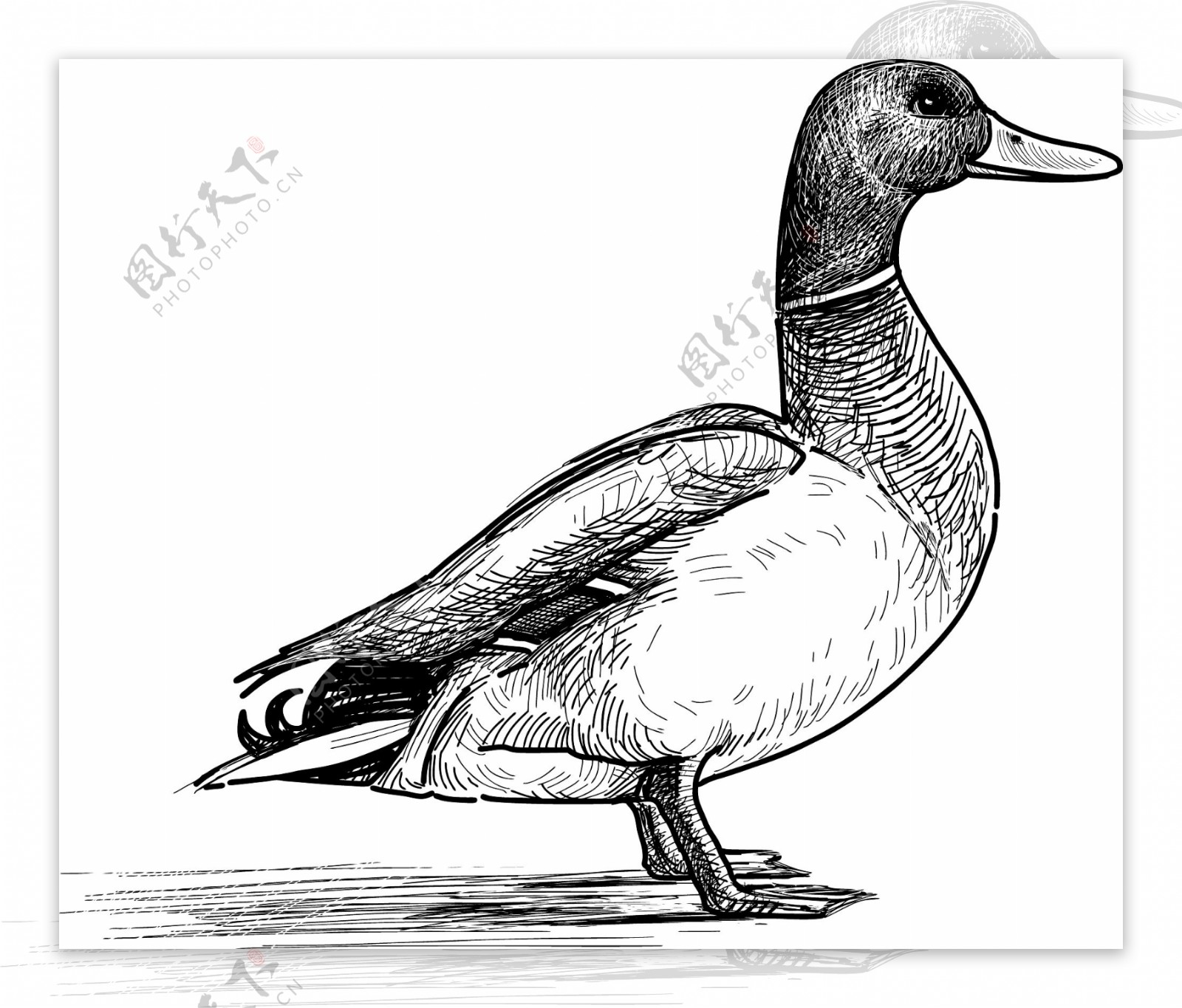 鸭子卡通动物设计动画图片