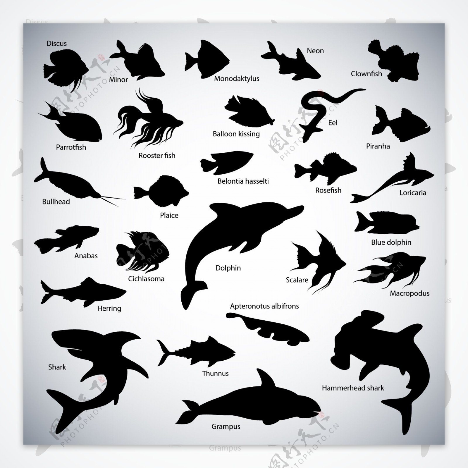海豚鲨鱼海鱼图片