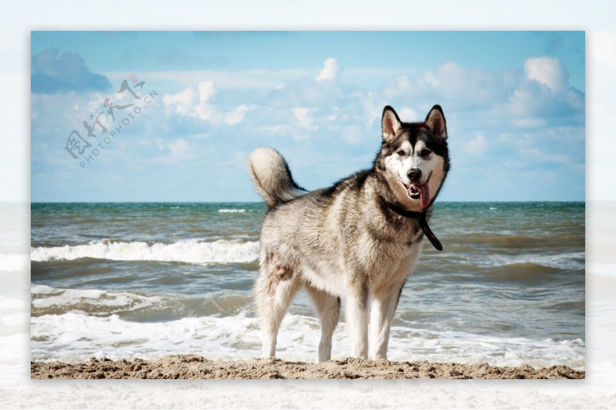 阿拉斯加犬雪橇犬宠物爱斯图片