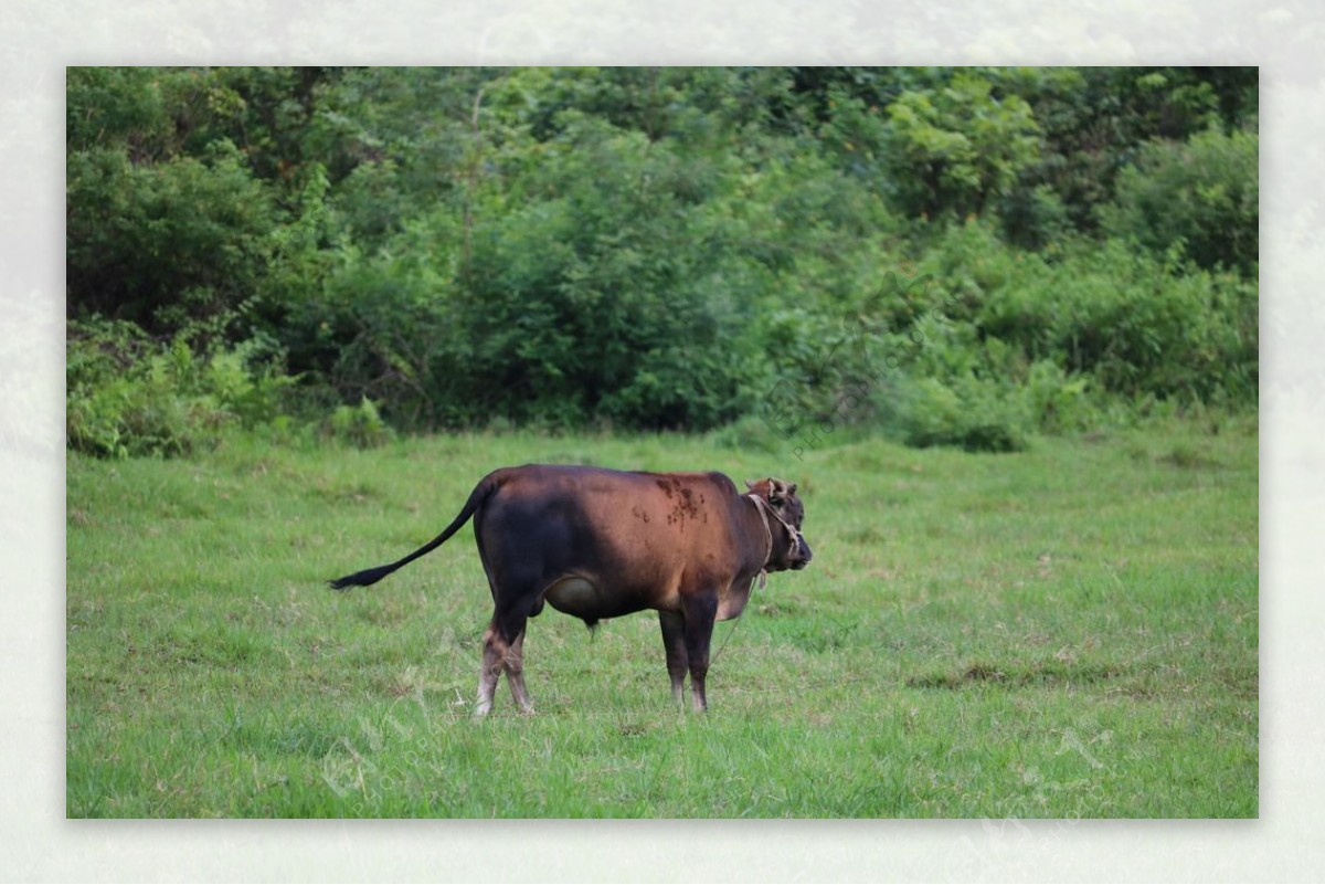 图片素材 : 野生动物, 放牧, 农业, 牧场, 动物群, 公牛, 农村, 农场动物, 奶牛, 牛像哺乳动物 4608x3072 ...