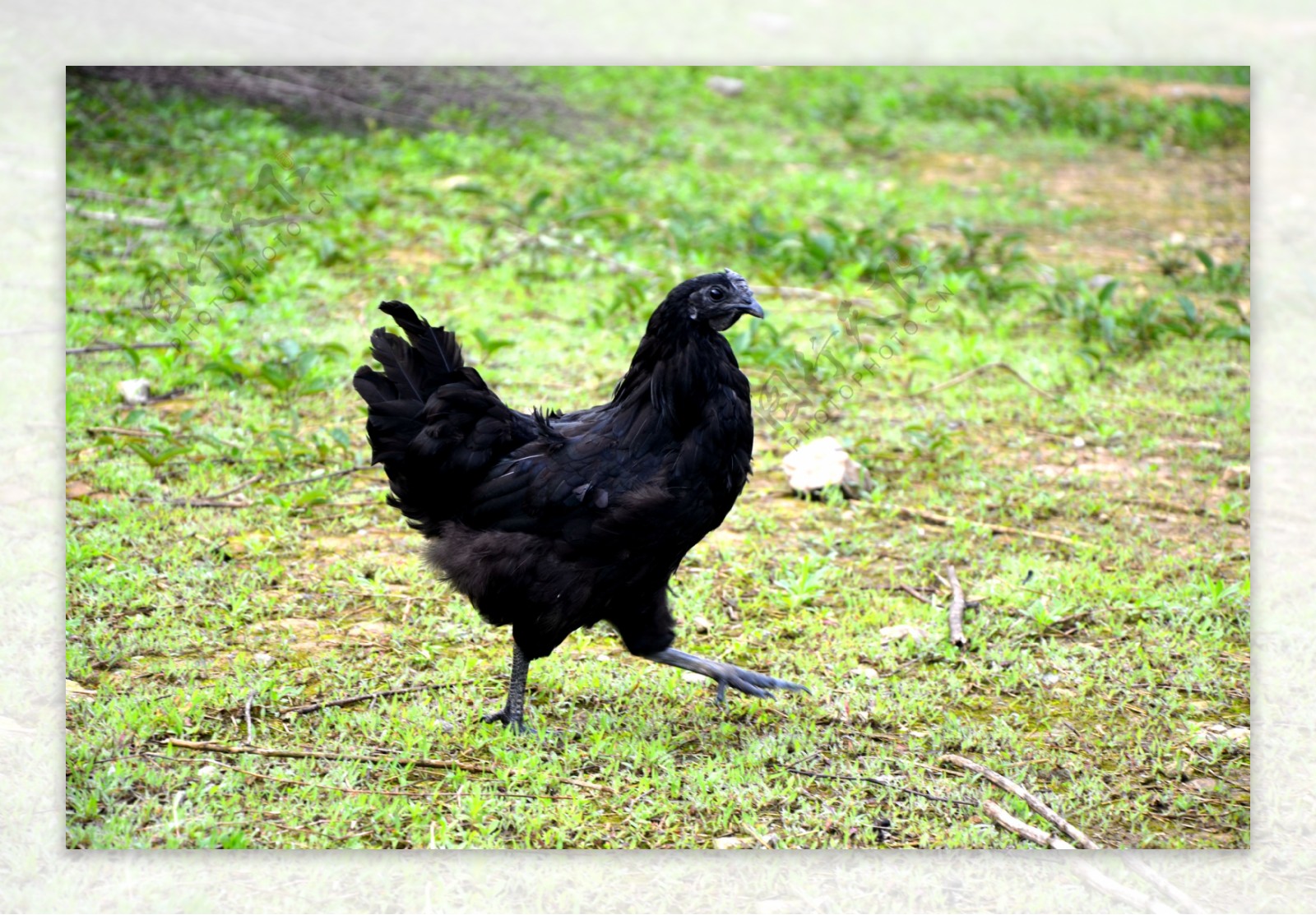 黑鸡旧院黑鸡图片