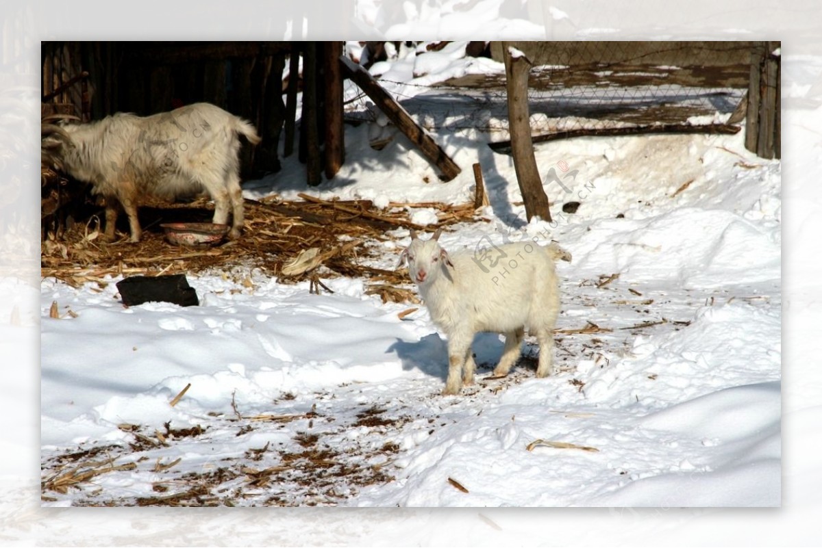雪中的小羊图片