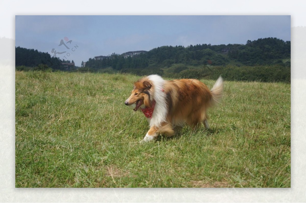 苏格兰牧羊犬图片