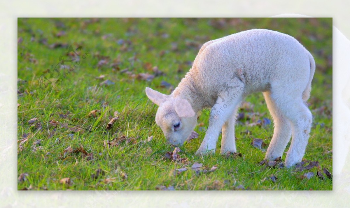 低头吃草的小绵羊图片