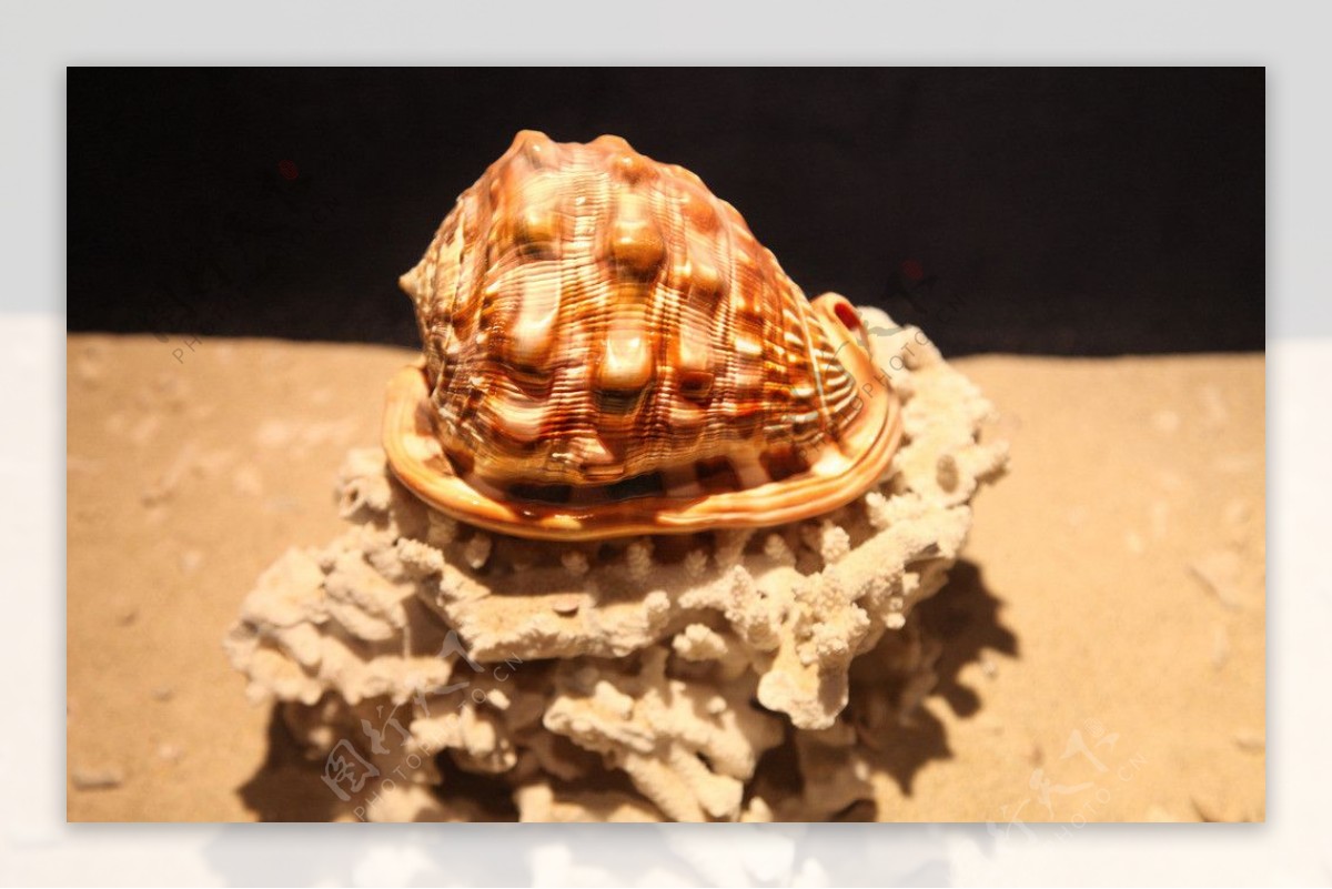 海螺标本图片