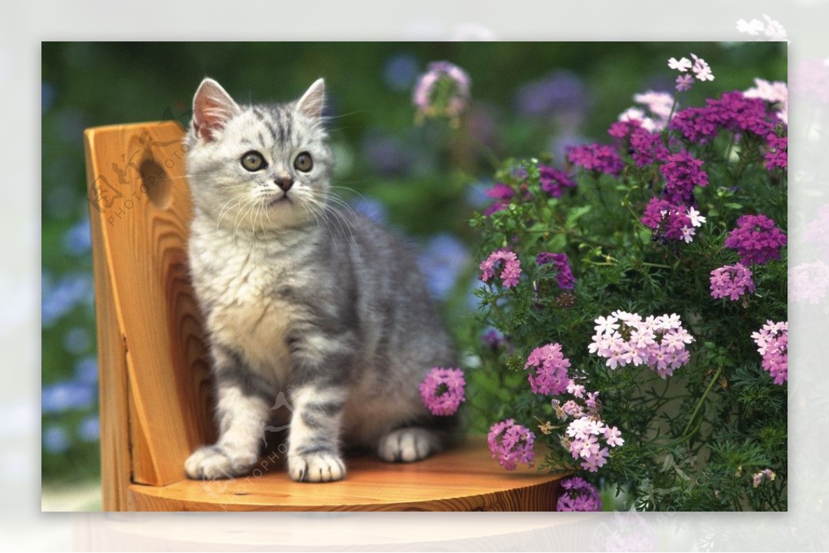 站在板凳上的小猫图片
