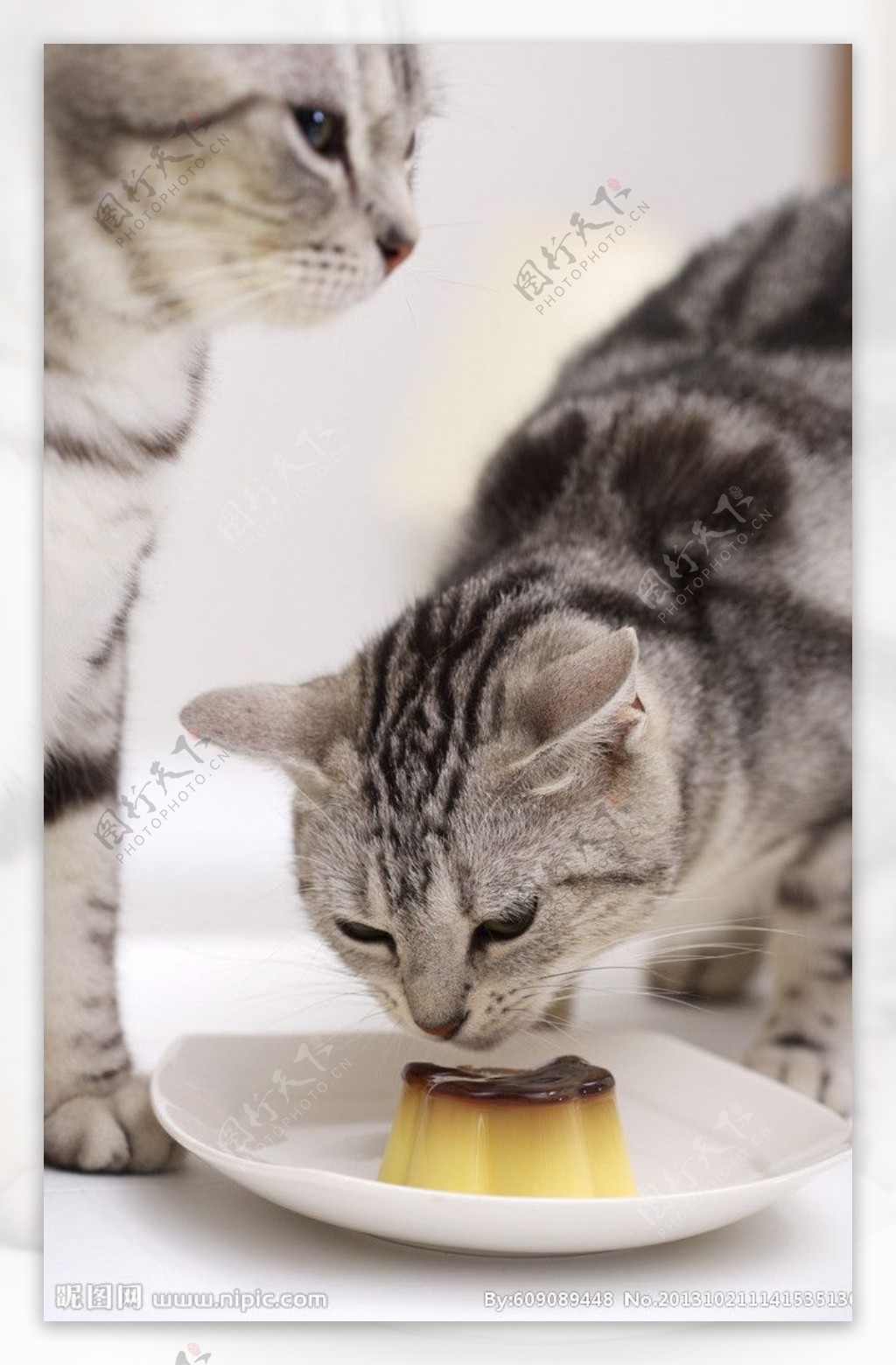 吃蛋糕的猫咪宠物猫图片