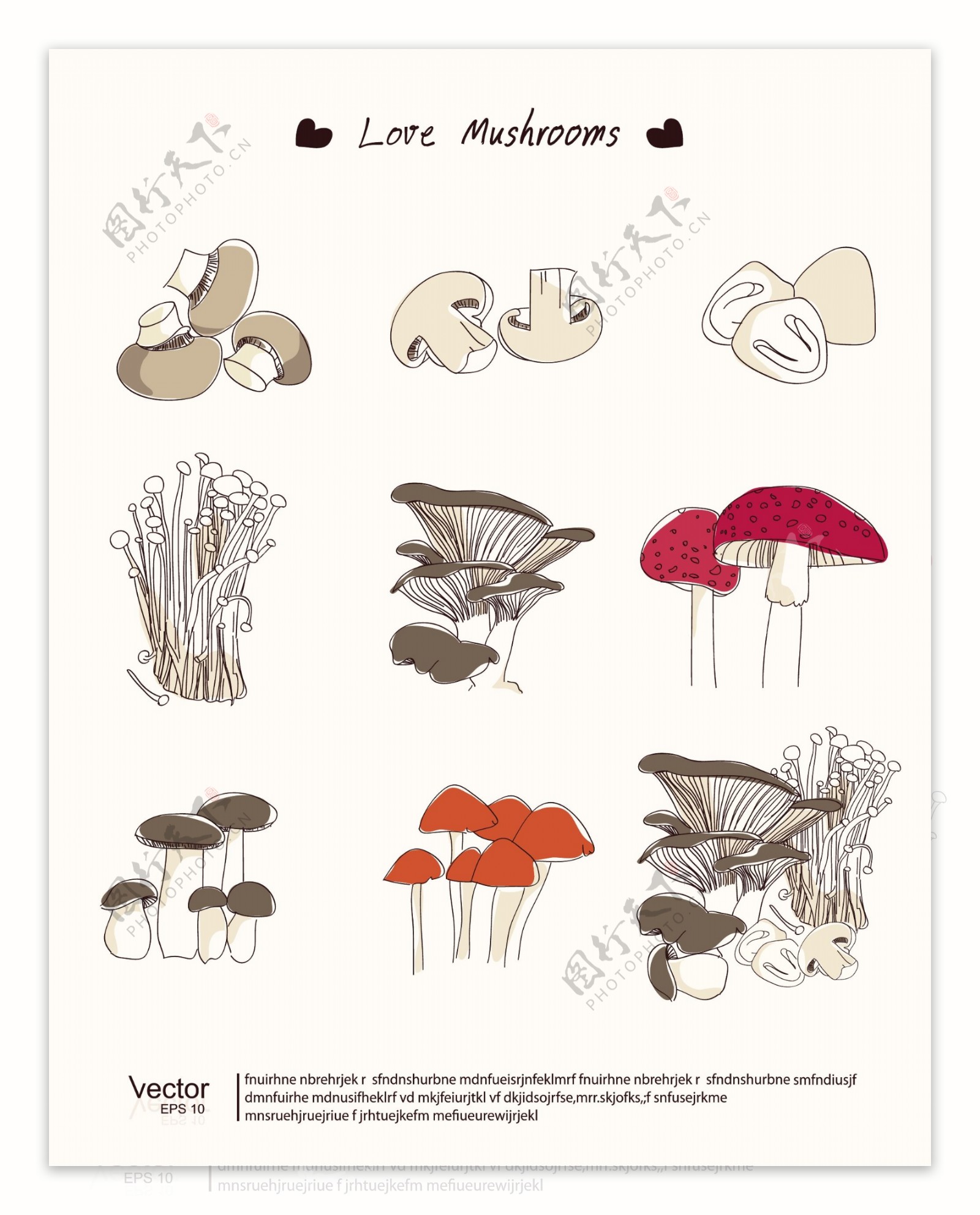 蘑菇食用菌图片
