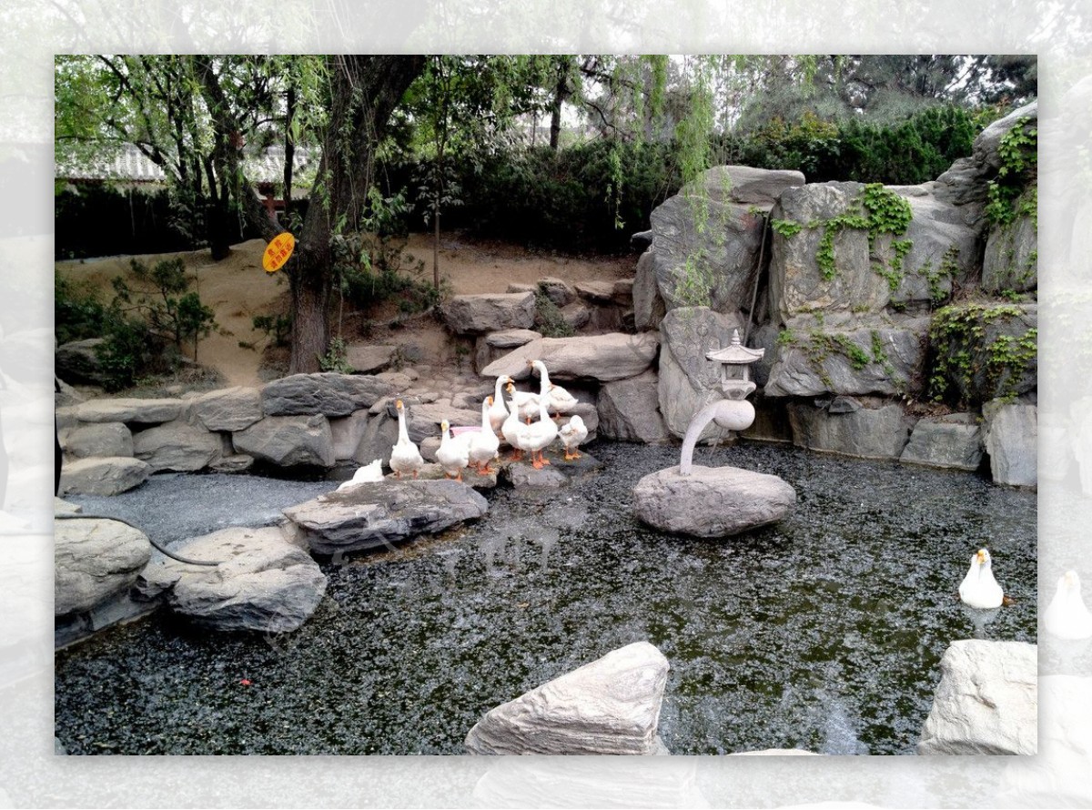 青龙寺的鹅图片