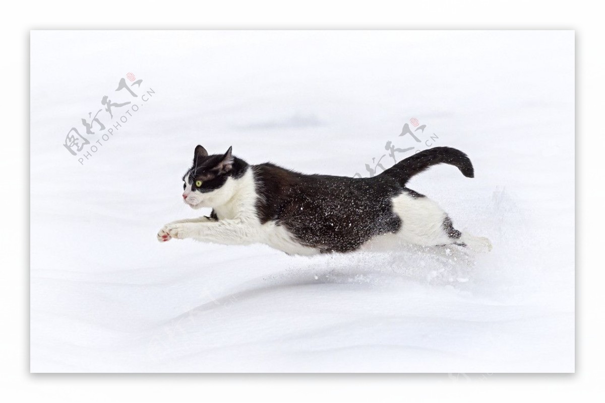 雪地小猫图片