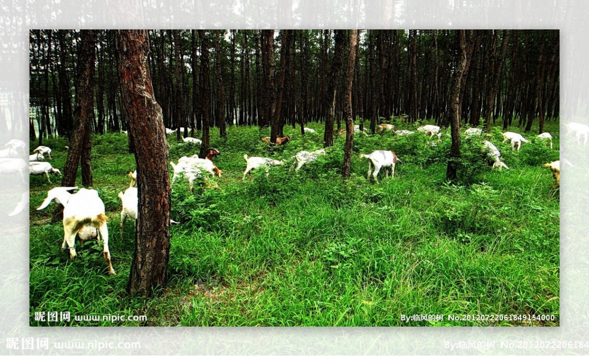 松林的羊群图片