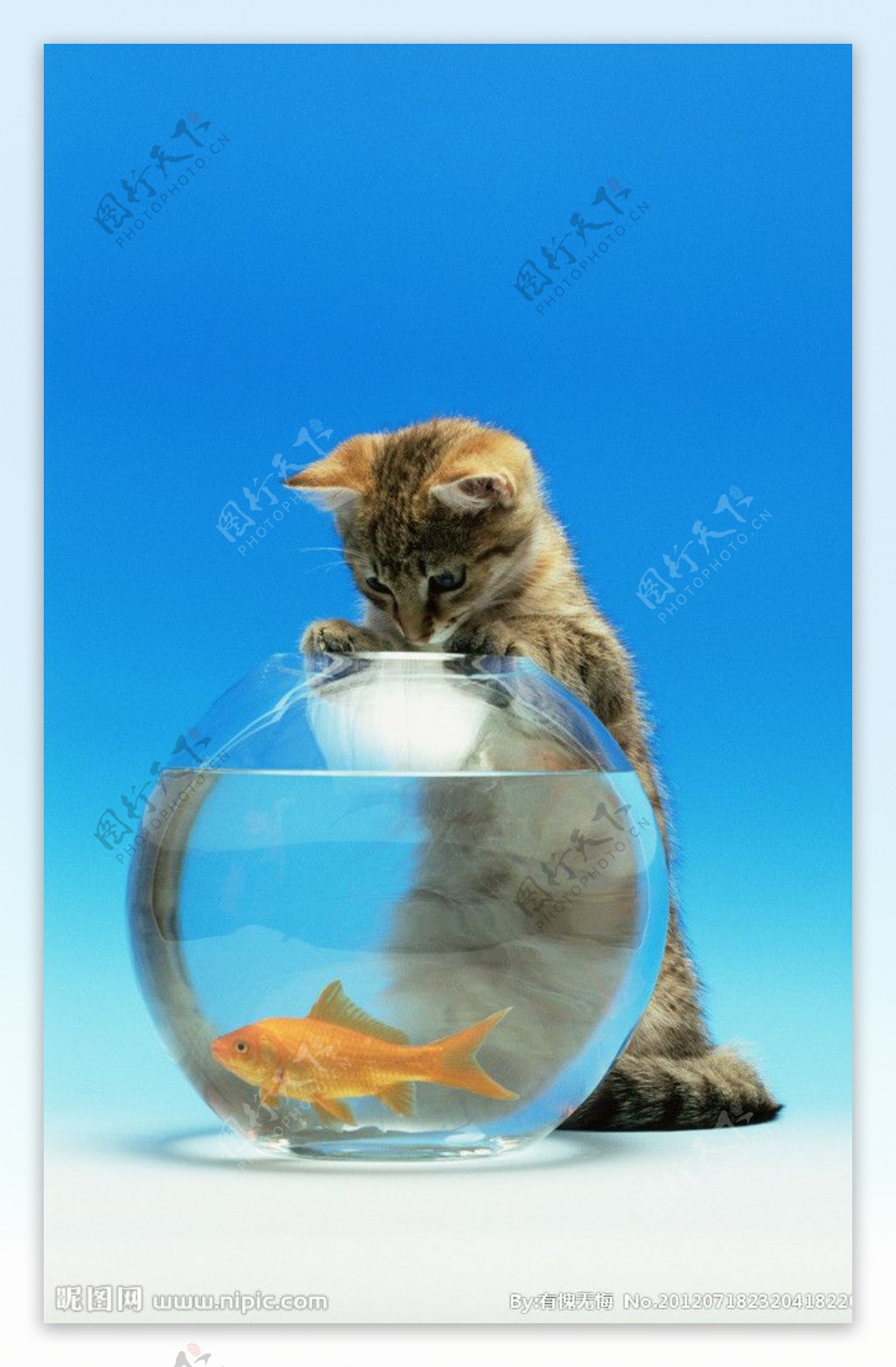 猫与鱼图片
